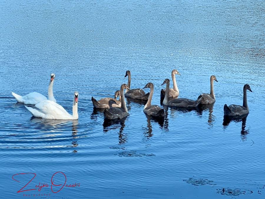 This image has an empty alt attribute; its file name is img_0429.png